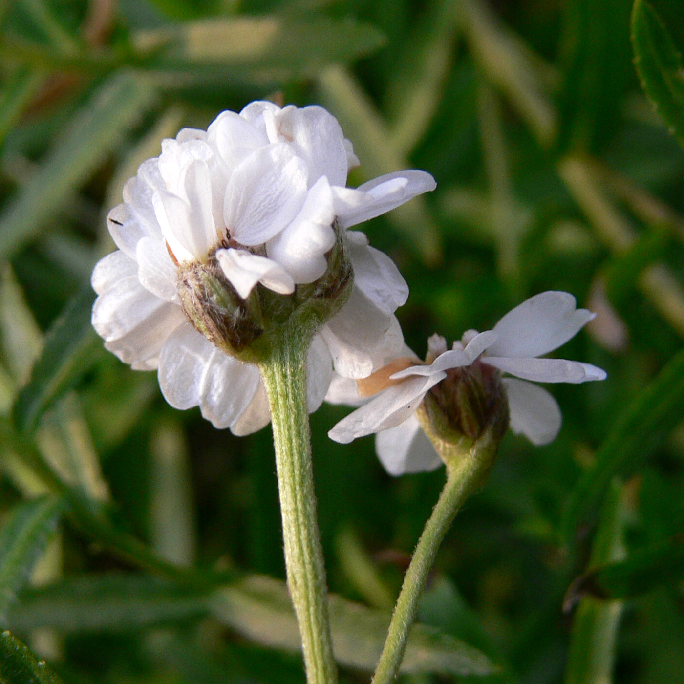 Image of Achillea ptarmica specimen.