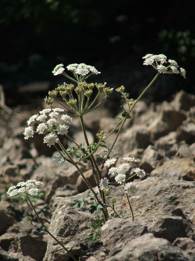 Image of Heracleum ligusticifolium specimen.