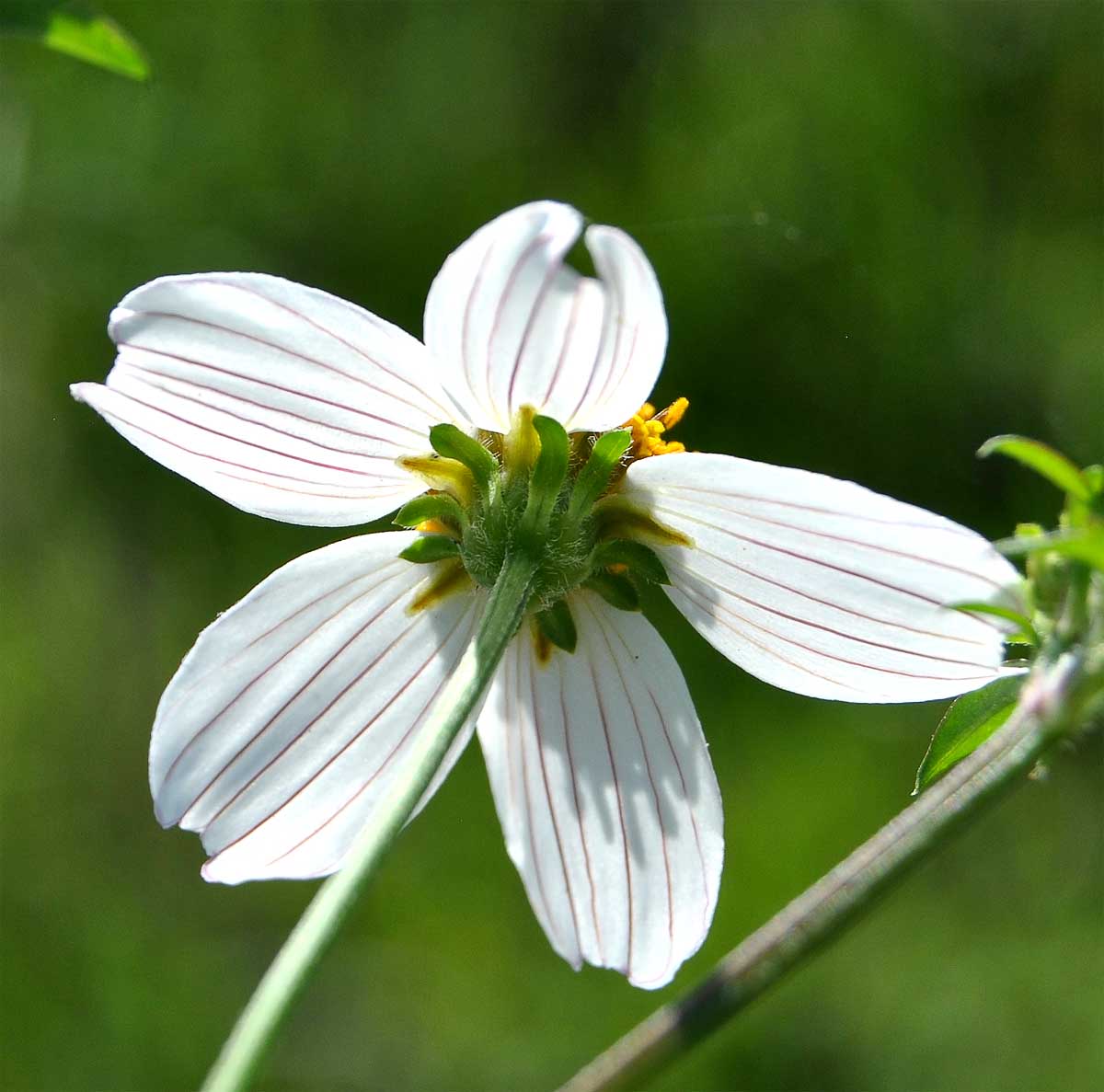 Image of Bidens pilosa specimen.