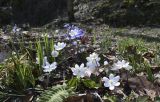 Hepatica nobilis. Цветущие растения (белоцветковой и нормальной форм) в сообществе с отрастающими Stellaria holostea. Испания, автономное сообщество Каталония, провинция Жирона, комарка Ла Гарроча, муниципалитет Сан-Фелиу-де-Пальеролс, 1030 м н.у.м, в буково-берёзовом лесу на уступе скалы. 15.04.2018.