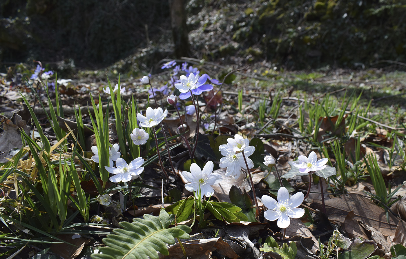 Изображение особи Hepatica nobilis.