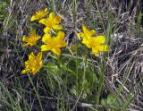 Caltha palustris. Цветущее растение. Якутия (Саха), Мирнинский р-н, окр. пос. Светлый, пойма р. Вилюй. 15.06.2009.