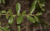 Pyracantha rogersiana