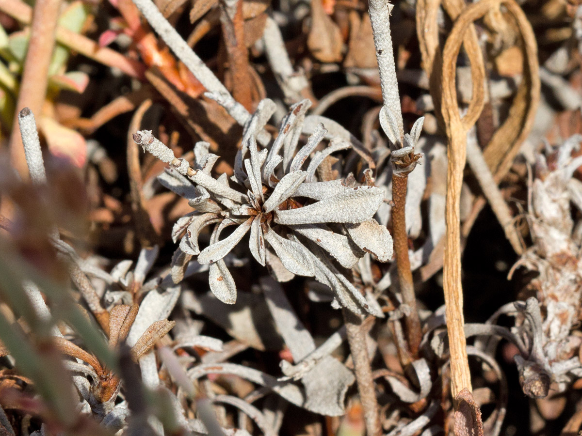 Изображение особи Limonium roridum.