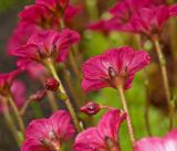 Saxifraga &times; arendsii