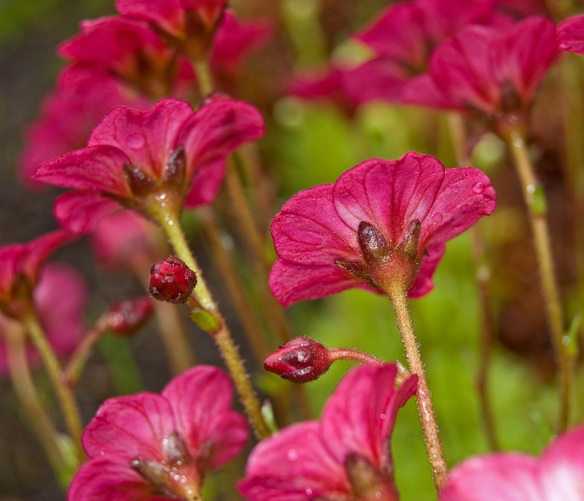 Image of Saxifraga &times; arendsii specimen.