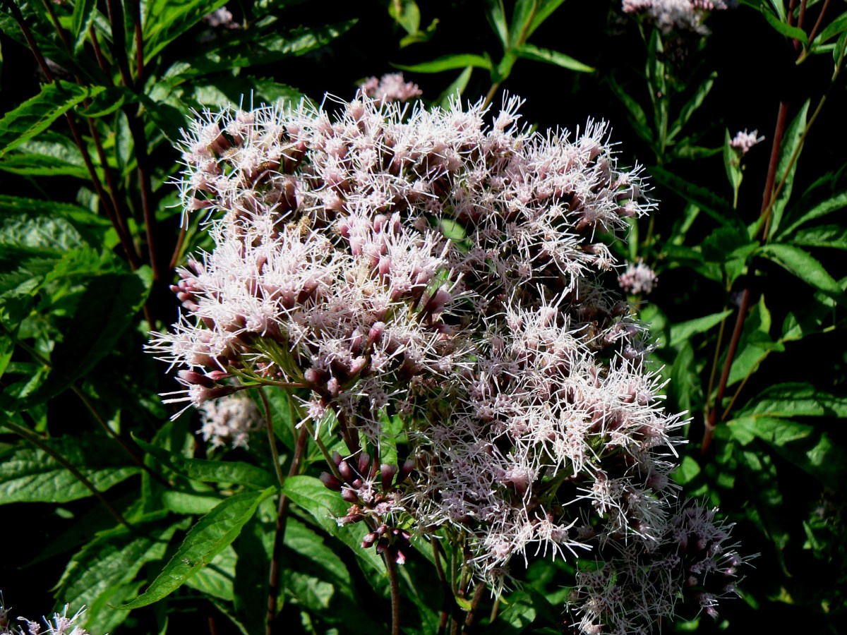 Image of Eupatorium cannabinum specimen.