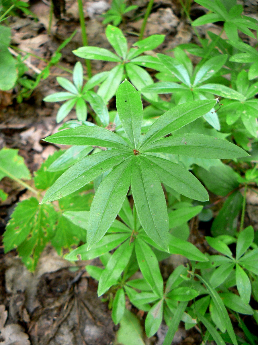 Изображение особи Galium odoratum.