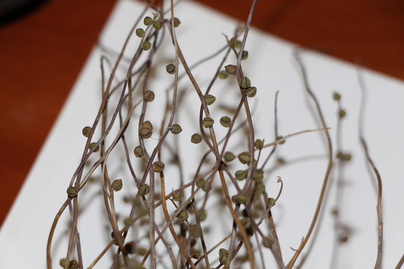 Image of familia Boraginaceae specimen.