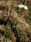 Image of taxon representative. Author is Марина Ворошилова