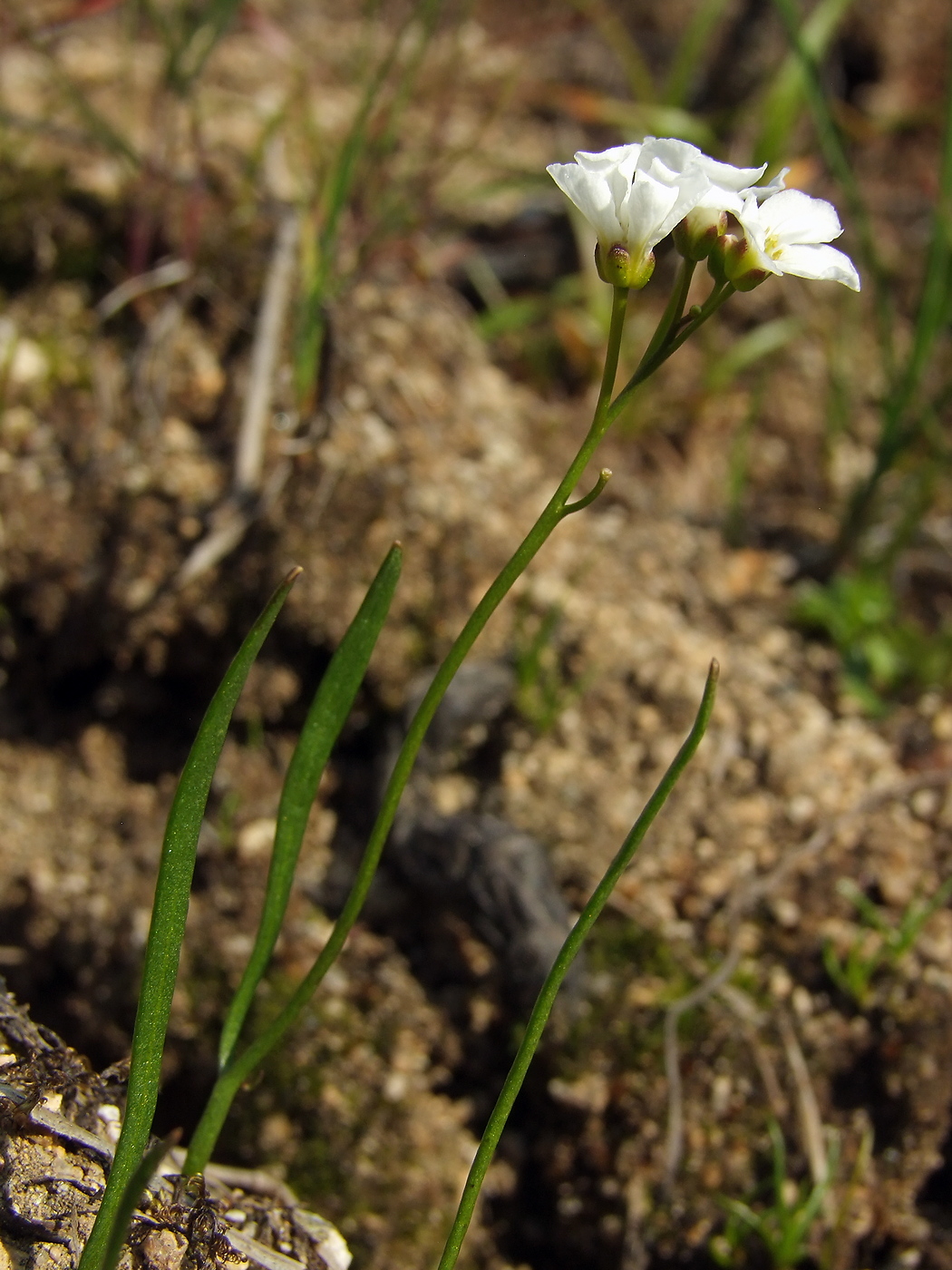 Image of Cardamine victoris specimen.