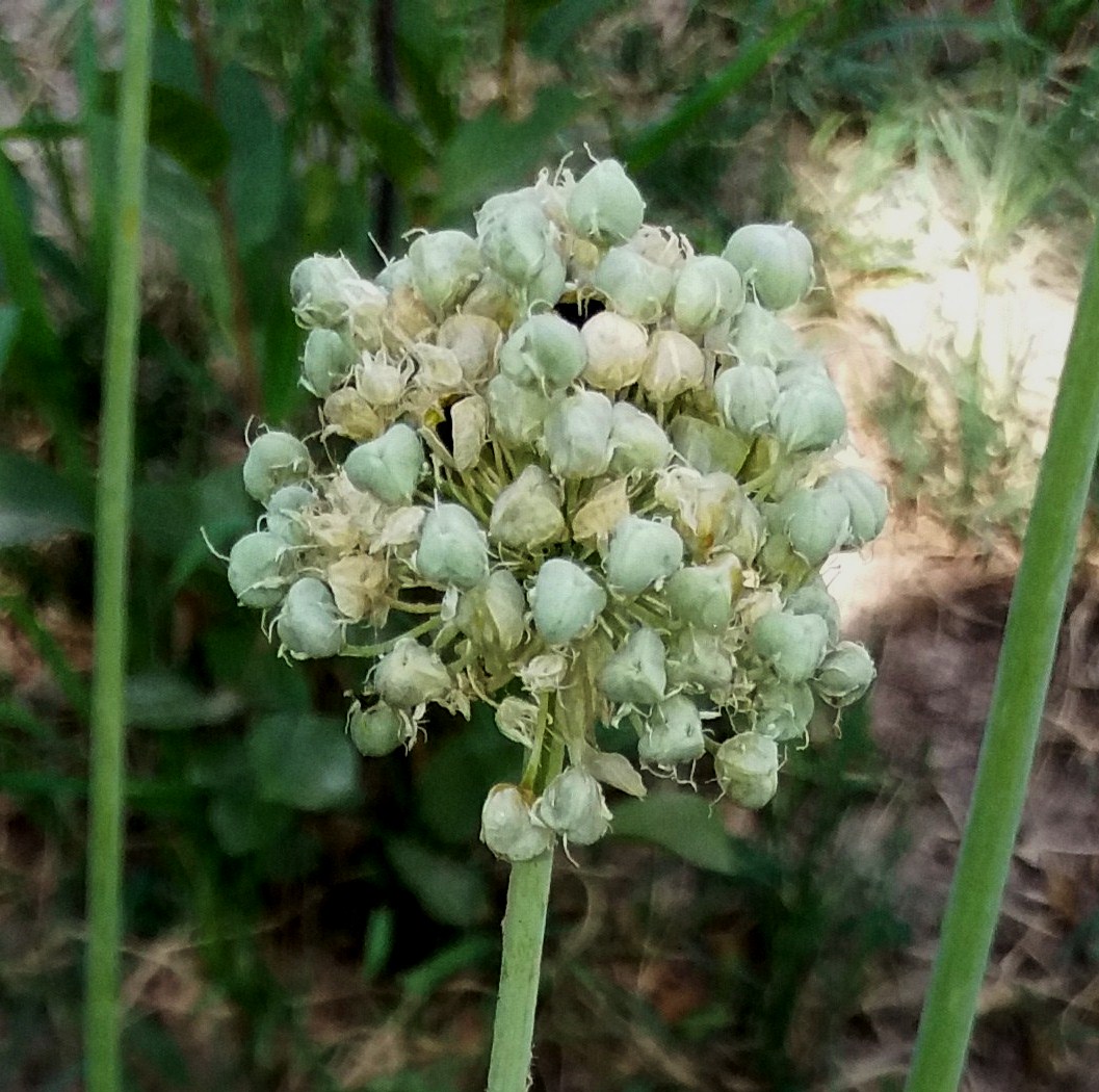 Image of Allium vavilovii specimen.