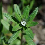 Image of taxon representative. Author is Тамара Риб