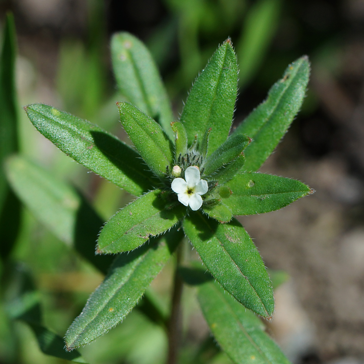 Изображение особи Buglossoides arvensis.