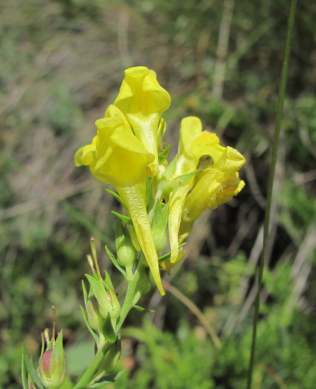 Изображение особи Linaria genistifolia.