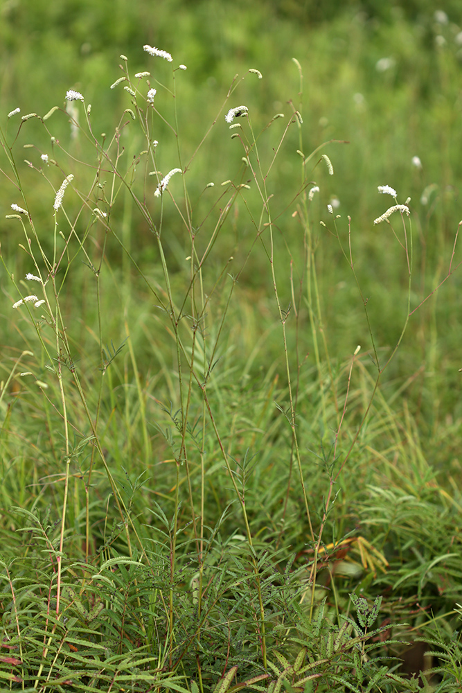 Image of Sanguisorba parviflora specimen.