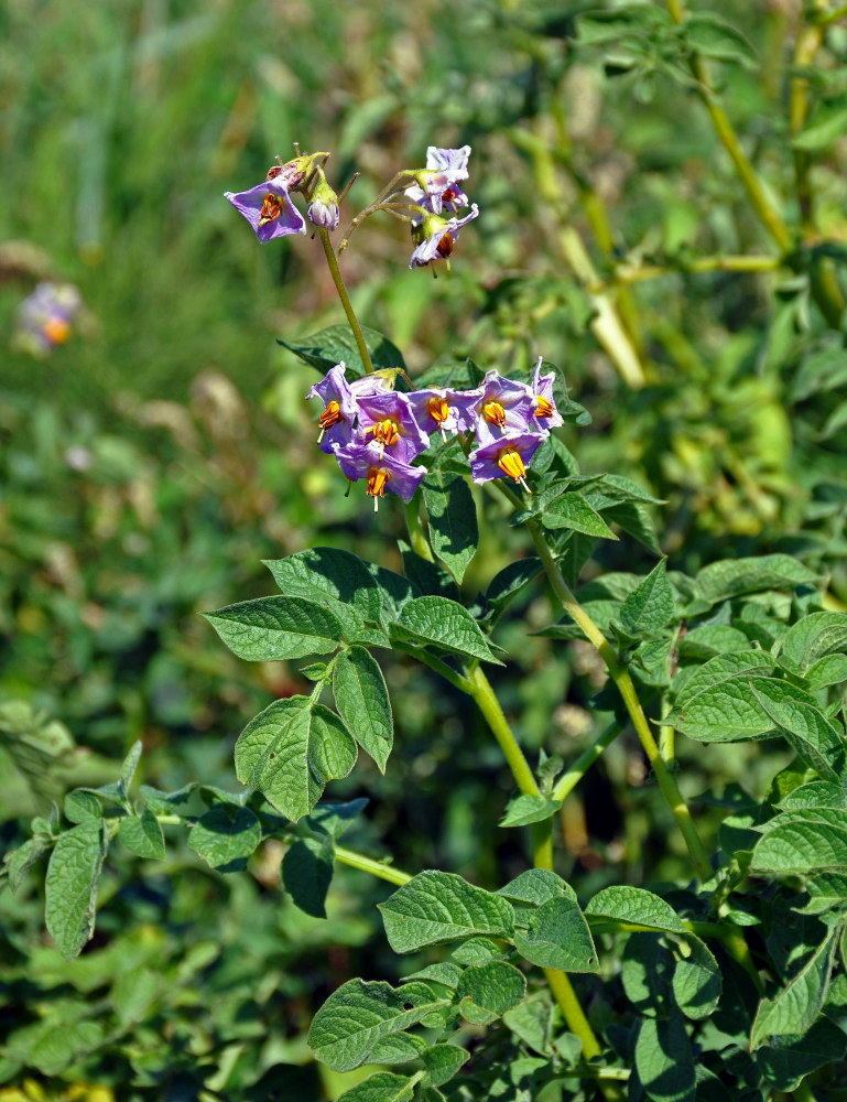 Изображение особи Solanum tuberosum.