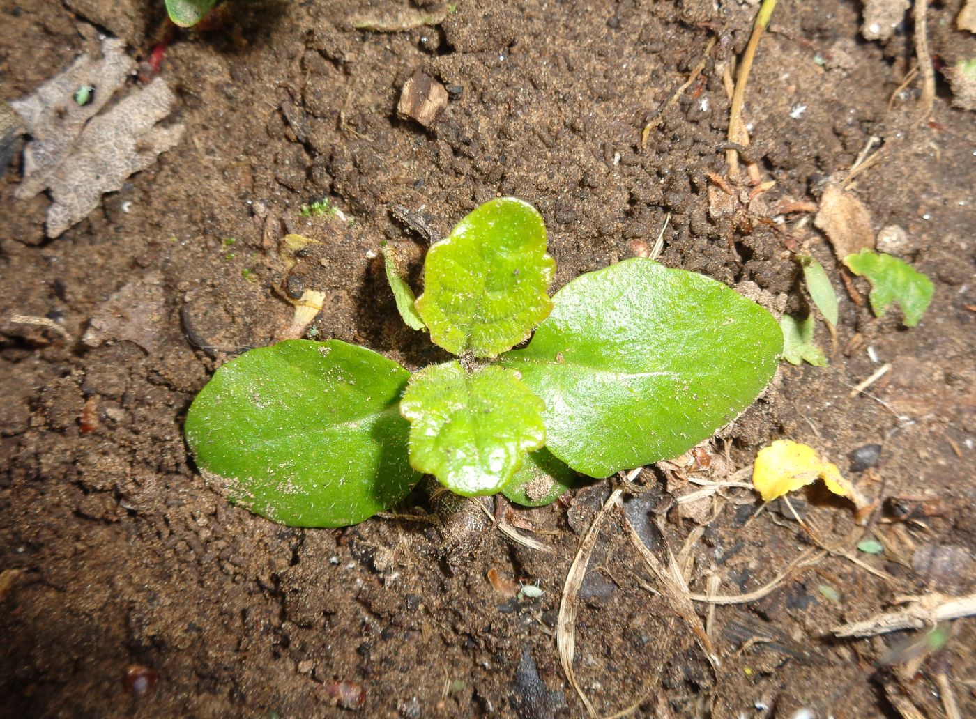 Image of Ajuga reptans specimen.