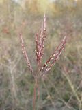 Bothriochloa ischaemum