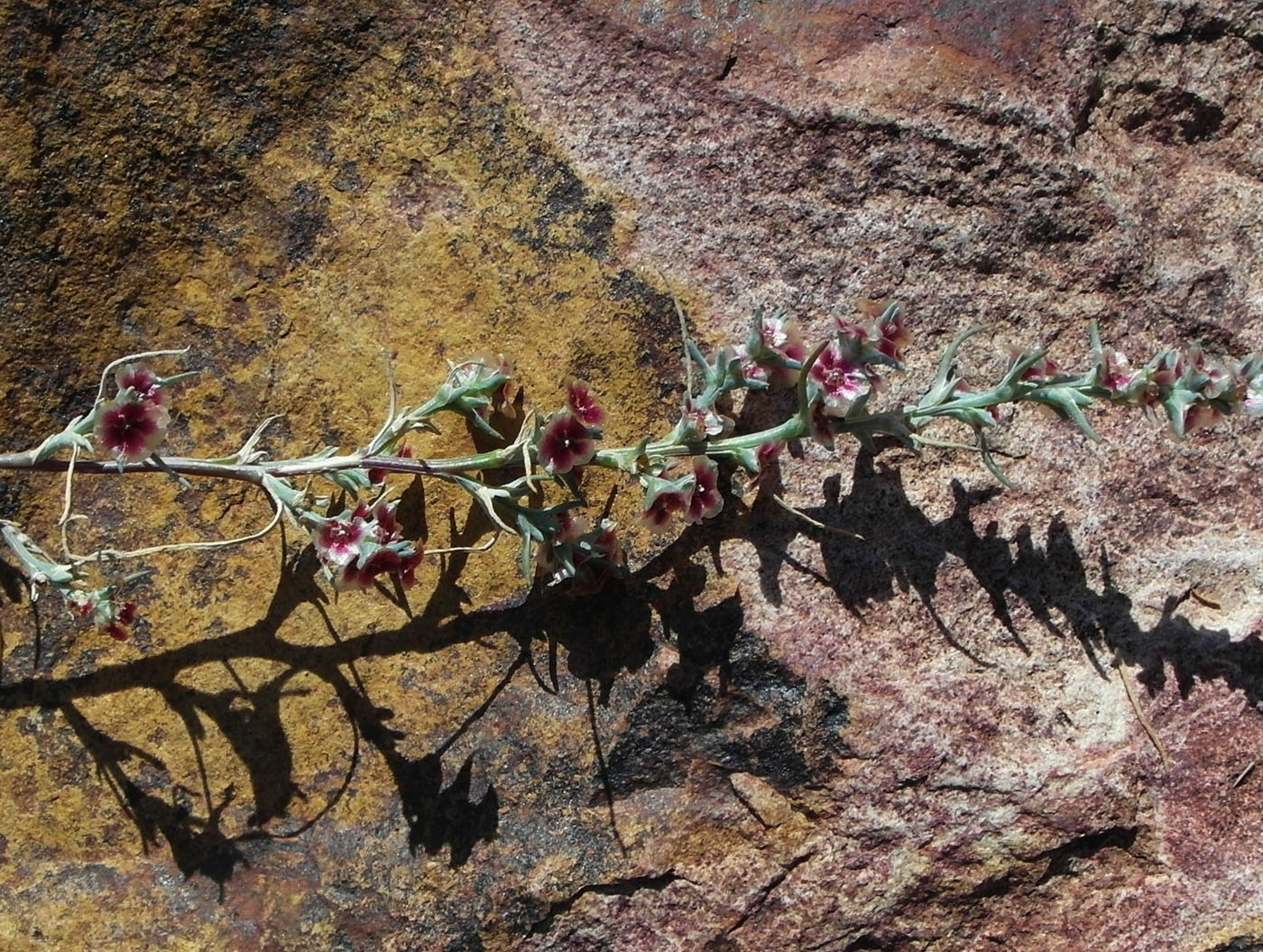 Image of genus Salsola specimen.