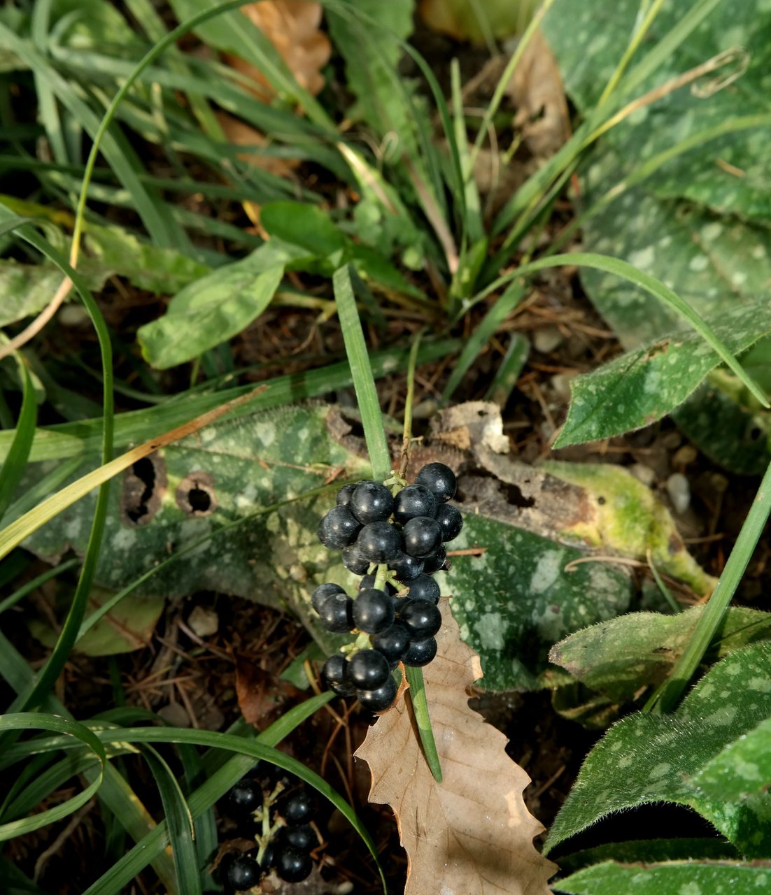 Изображение особи Ophiopogon planiscapus.