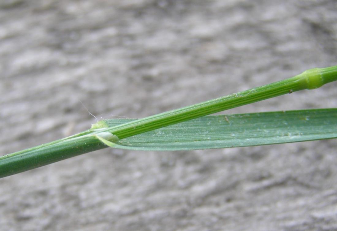 Image of genus Poa specimen.