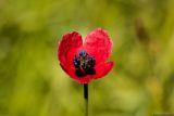 Papaver hybridum