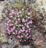 Silene depressa