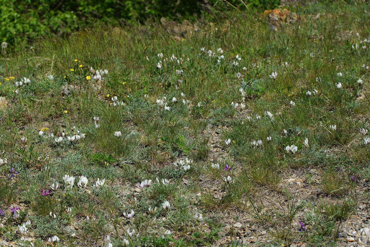 Изображение особи Astragalus macroceras.