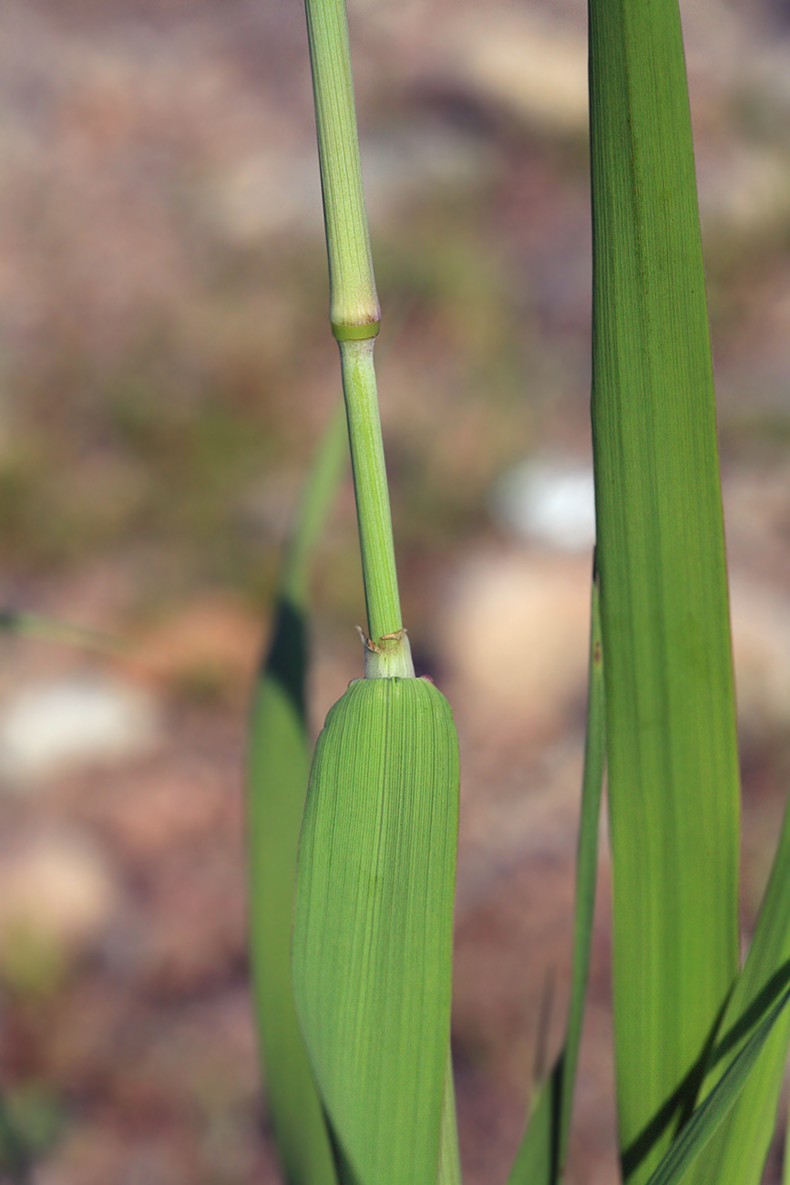 Изображение особи Alopecurus arundinaceus.