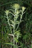 Carlina biebersteinii