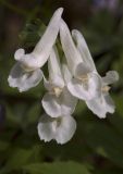 Corydalis solida