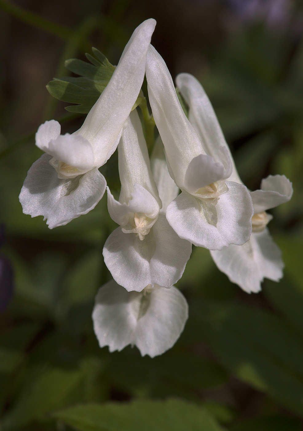 Image of Corydalis solida specimen.