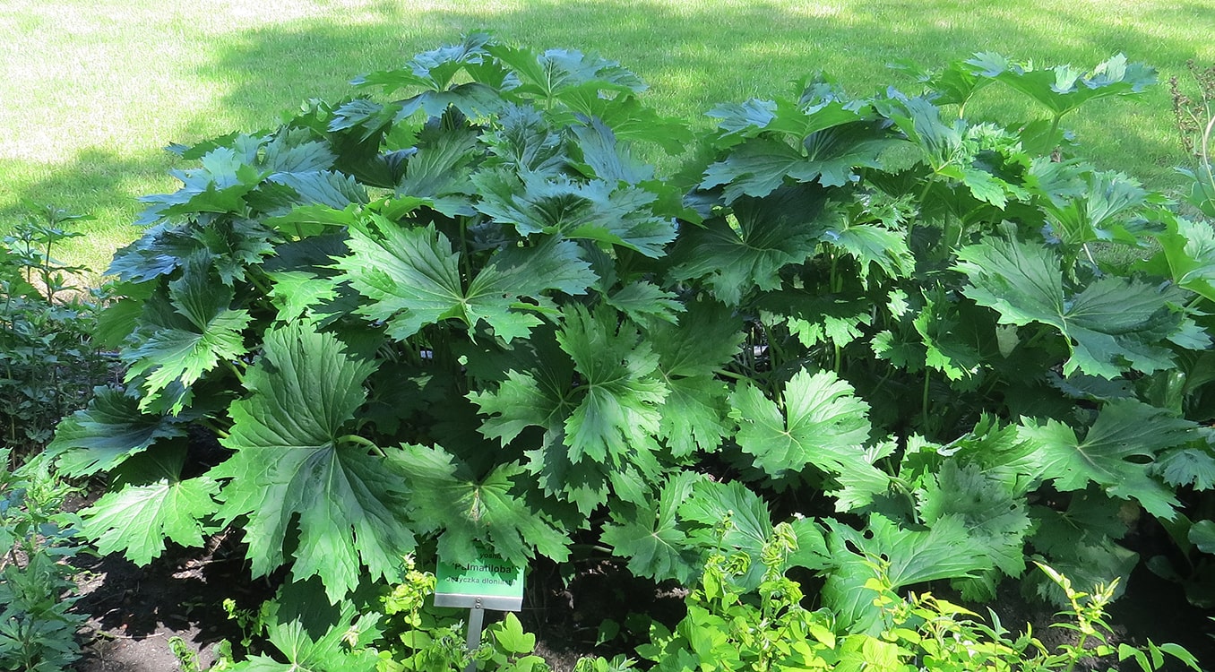 Image of Ligularia yoshizoeana specimen.