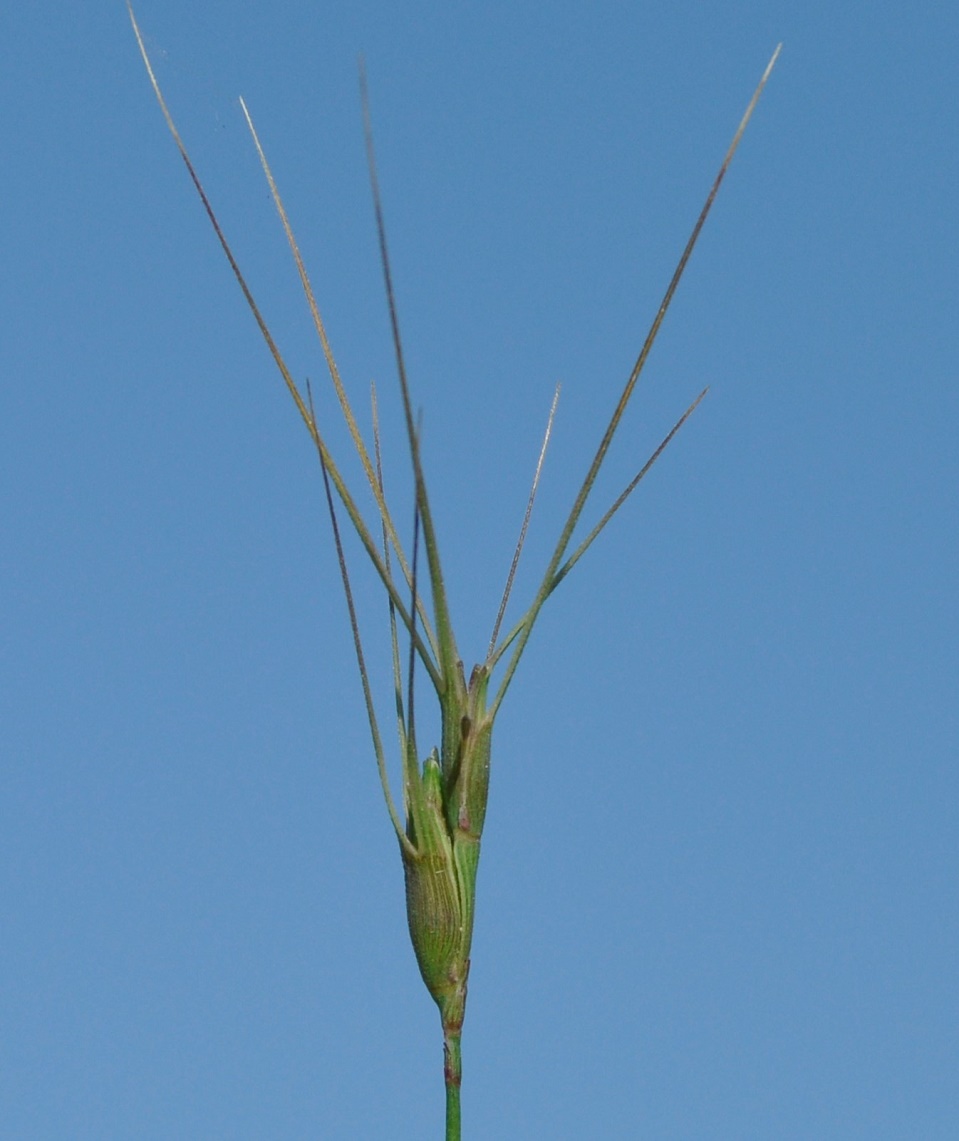 Image of Aegilops biuncialis specimen.