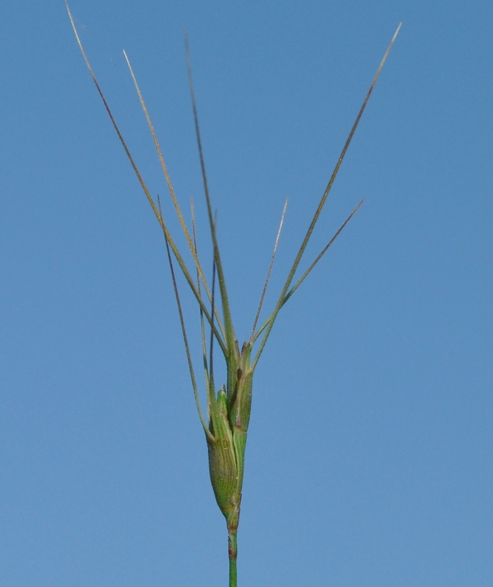 Изображение особи Aegilops biuncialis.