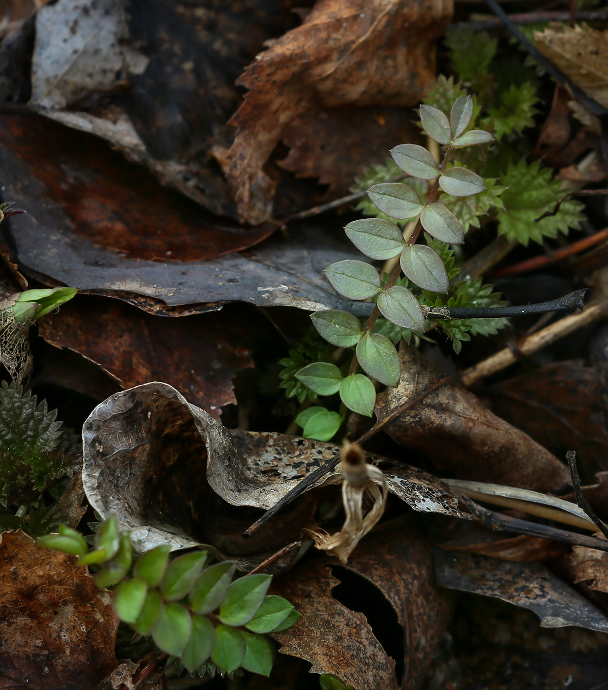 Image of Polemonium caeruleum specimen.