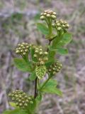 Spiraea media