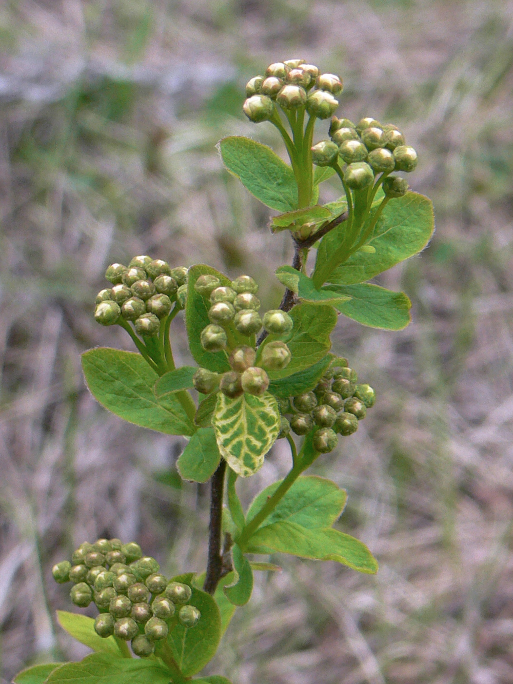 Image of Spiraea media specimen.