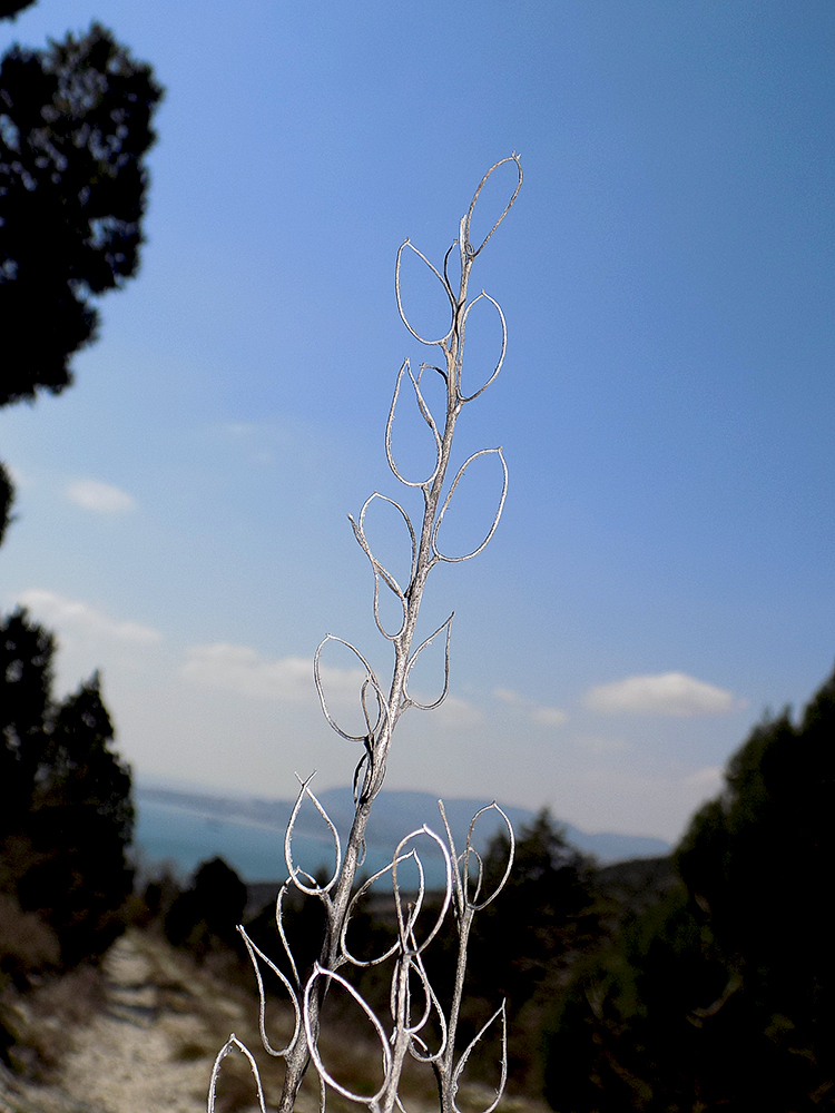 Image of Fibigia eriocarpa specimen.