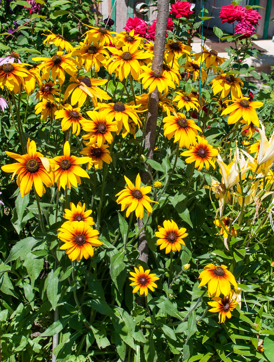 Изображение особи Rudbeckia hirta.