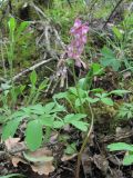 Corydalis cava