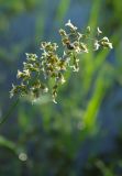 Hierochloe odorata