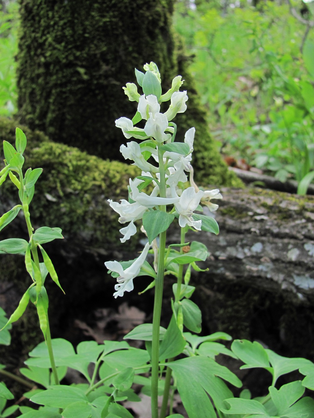 Image of Corydalis cava specimen.