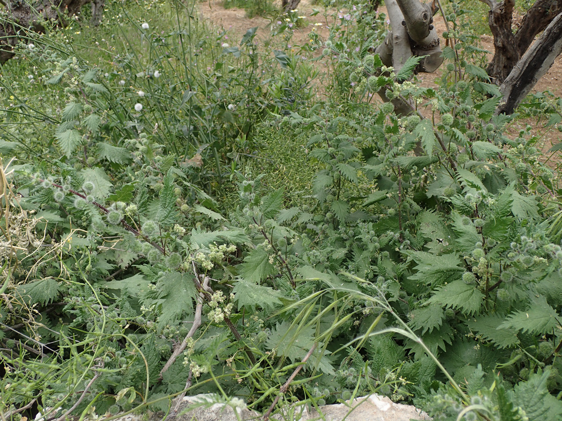 Image of Urtica pilulifera specimen.