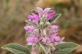 Phlomis thapsoides