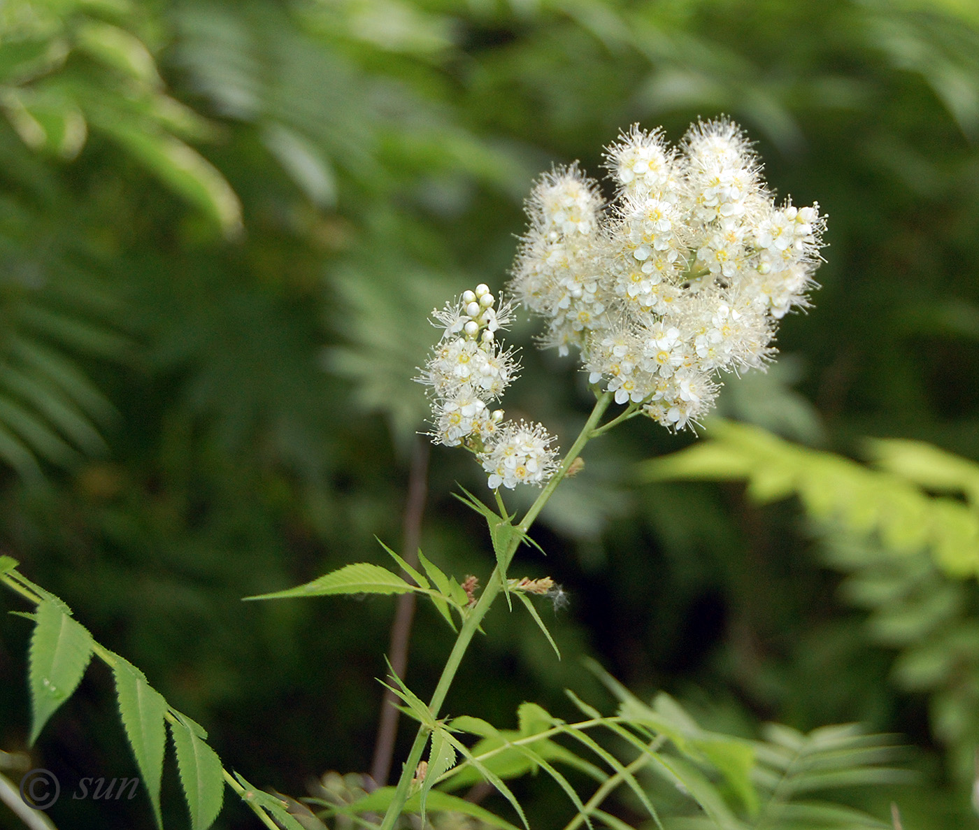 Изображение особи Sorbaria sorbifolia.