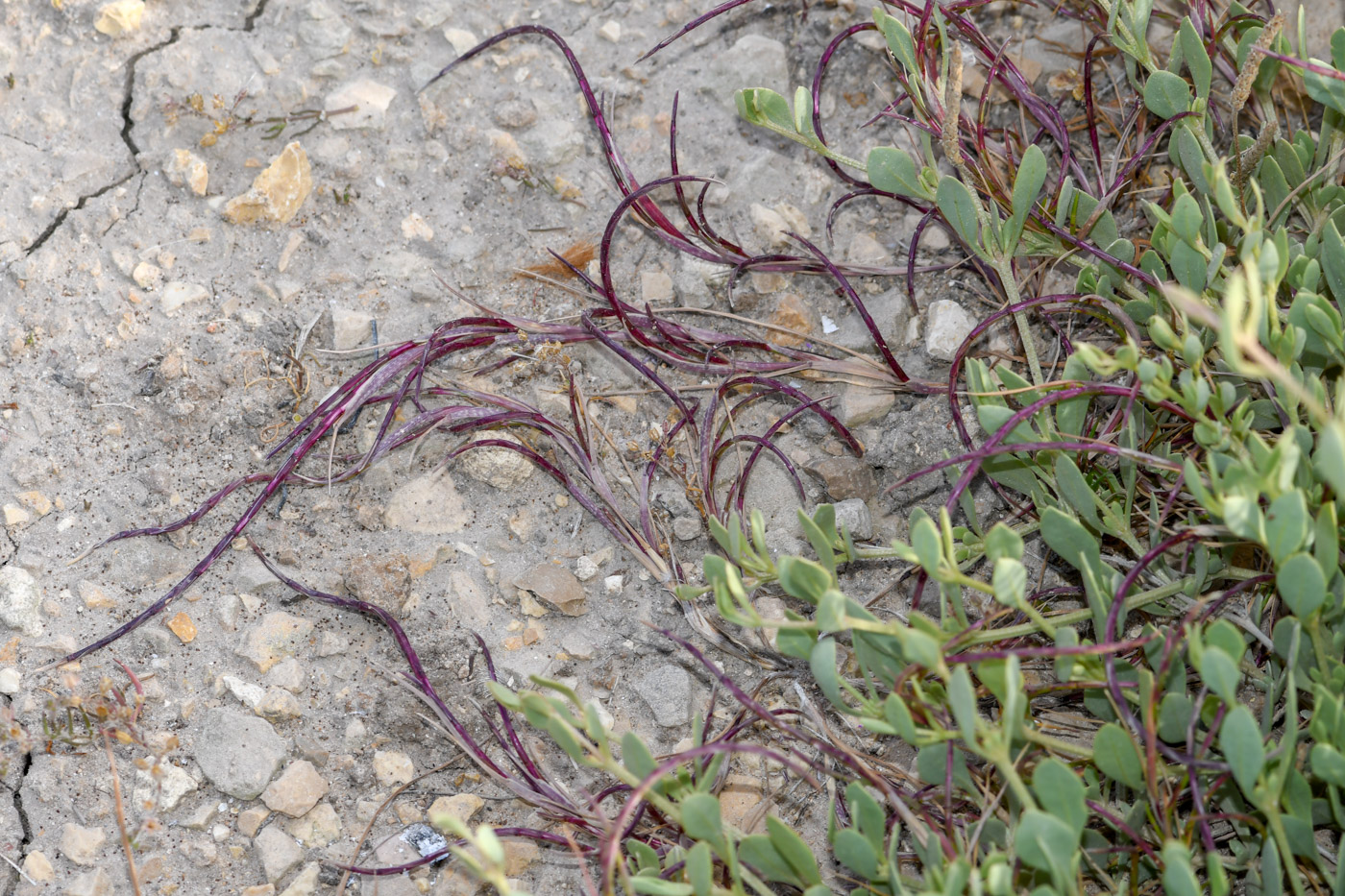 Image of Parapholis filiformis specimen.