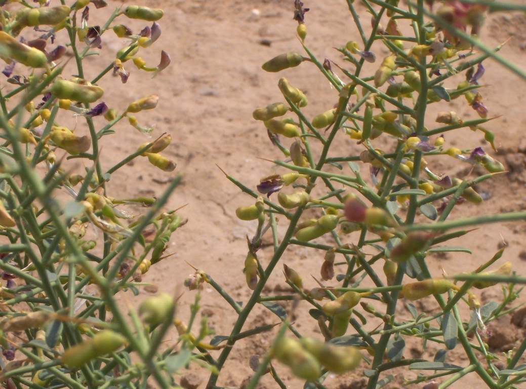 Image of Alhagi persarum specimen.