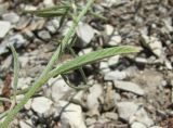 Convolvulus cantabrica